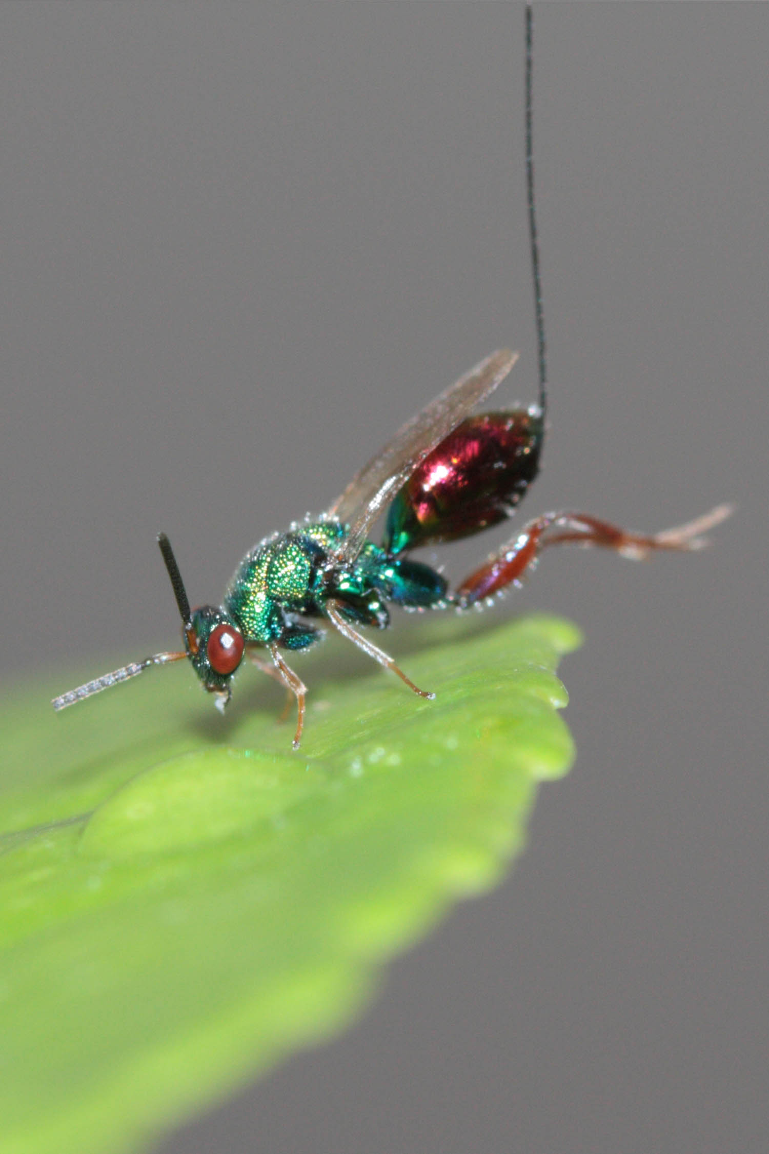 bellissimo imenottero: Torymidae